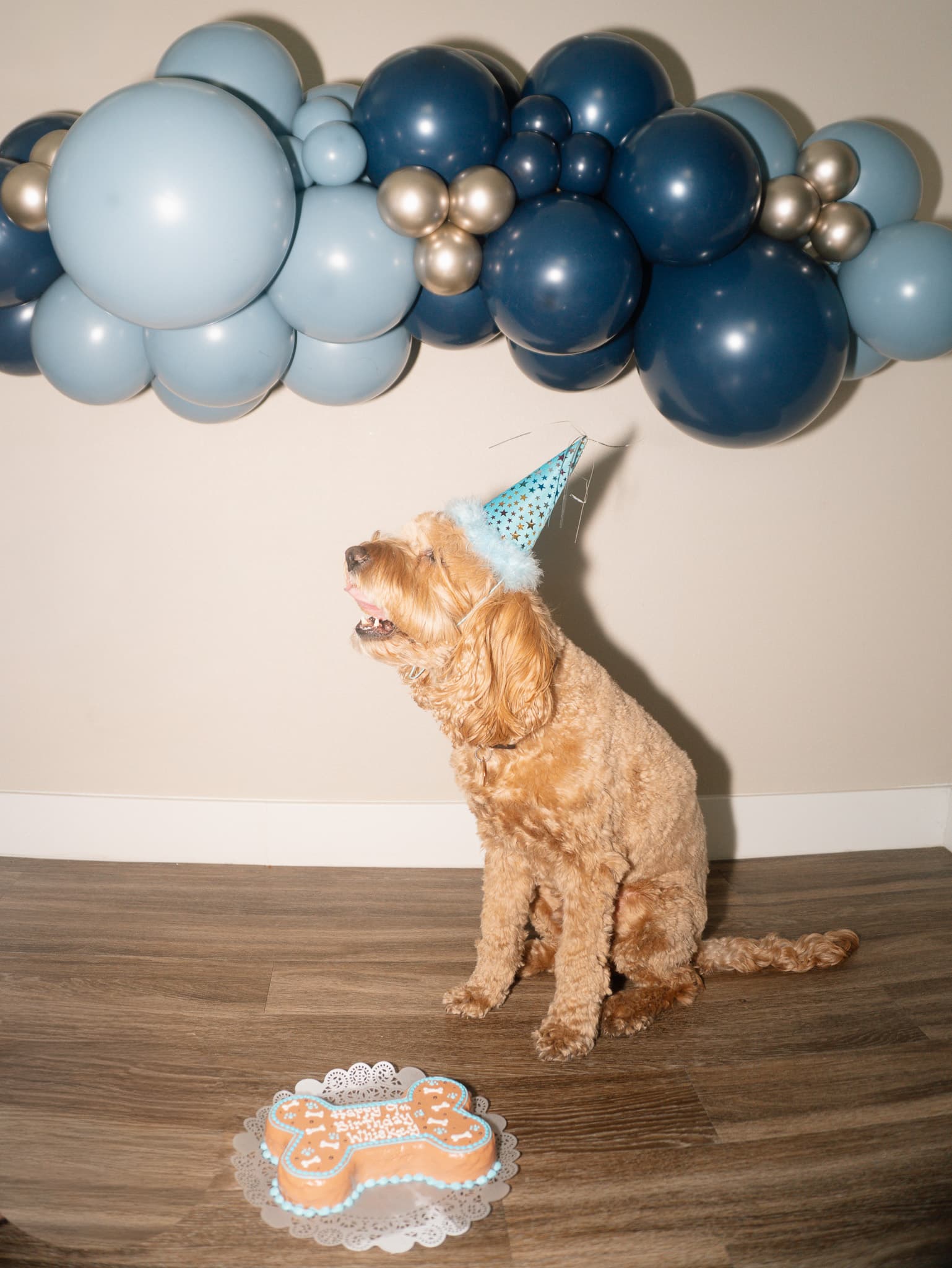 Dog party decor